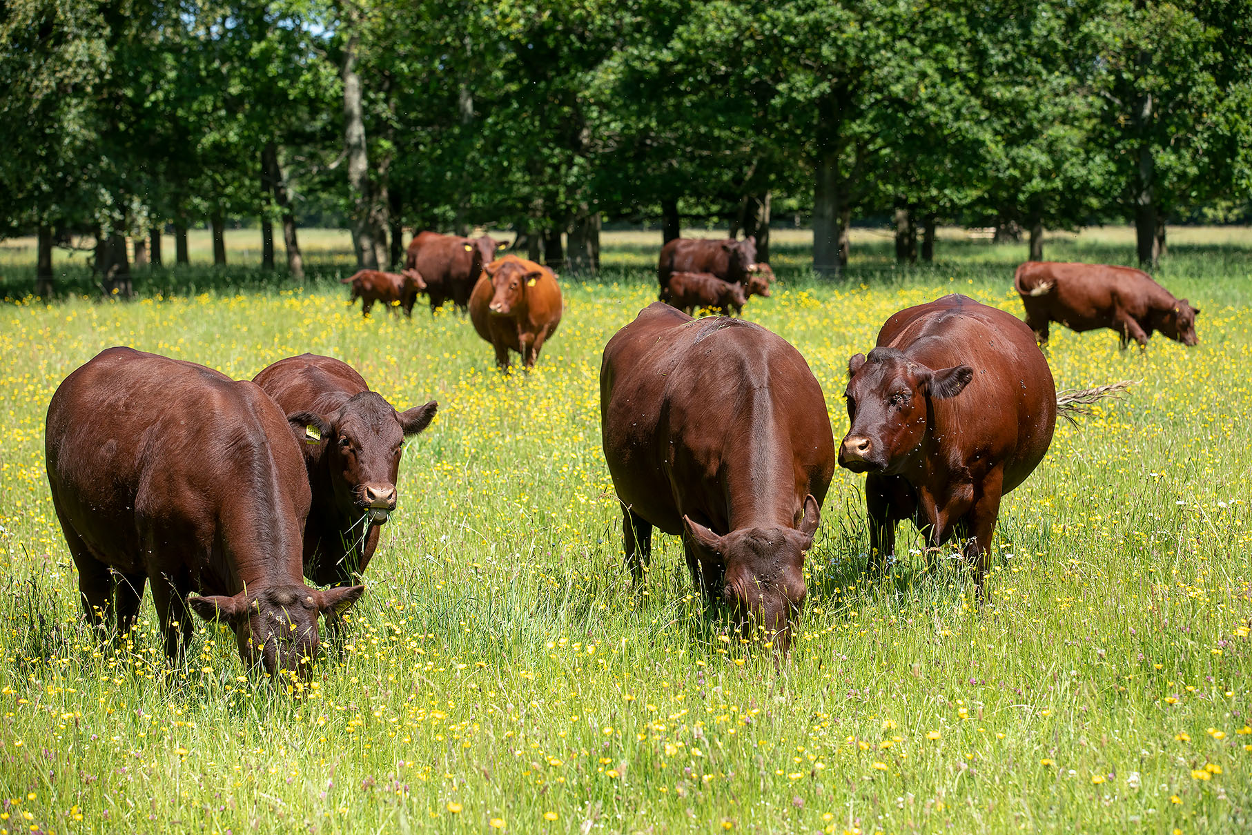 Farms and Land - Broadlands Estates